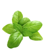 Basil